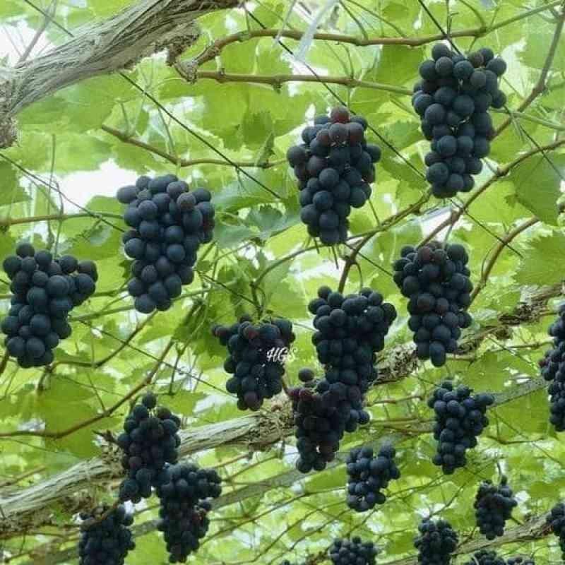 Jual Unggulan! Bibit Tanaman Buah Anggur Black Jumbo Tanpa Biji Best ...