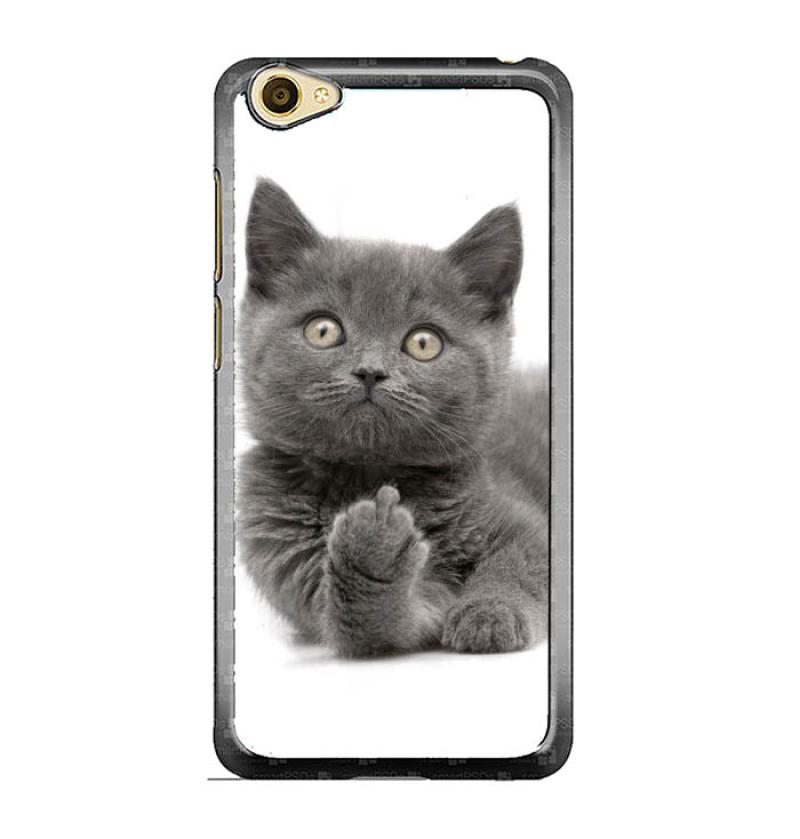 British Shorthair Cat White And Grey - 81021+ Nama Untuk Kucing Comel