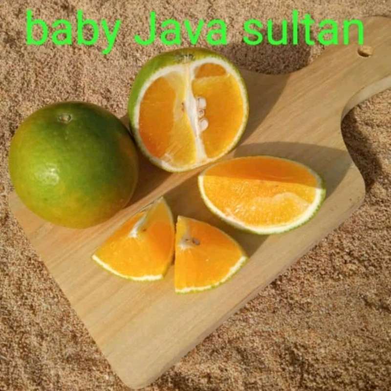 Jual Buah Jeruk Baby Java 1kg Halal di Seller Clarif_jaya - Cengkareng ...