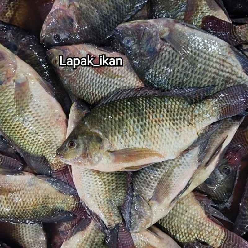 Jual Ikan Mujaer /tilapia Segar Fresh Bergaransi 1kg Halal Di Seller