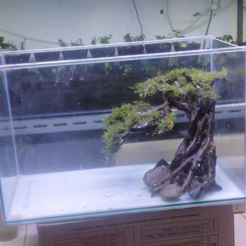 Jual Pohon Bonsai Aquascape Aquarium Hardscape di Seller DENTA PET SHOP