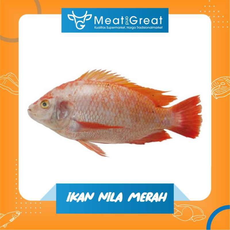 Erek Erek Ikan Nila