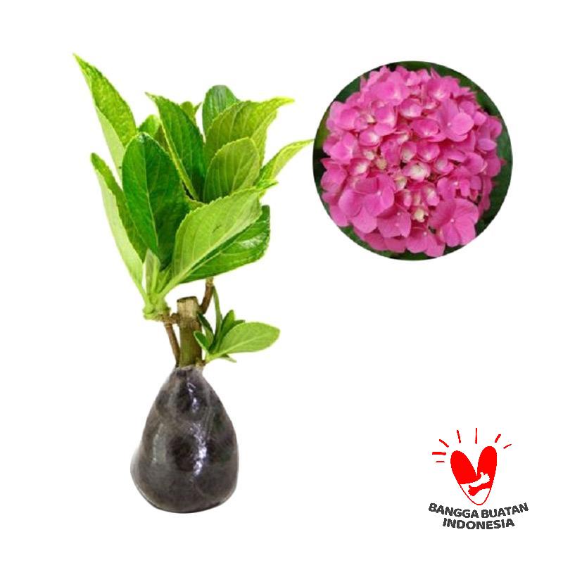 Jual Hydrangea Forever Pink Online - Harga & Kualitas 