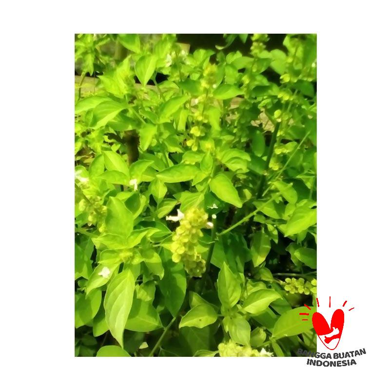 jual tkebun bibit tanaman daun kemangi bibit tanaman jual tkebun bibit tanaman daun kemangi bibit tanaman