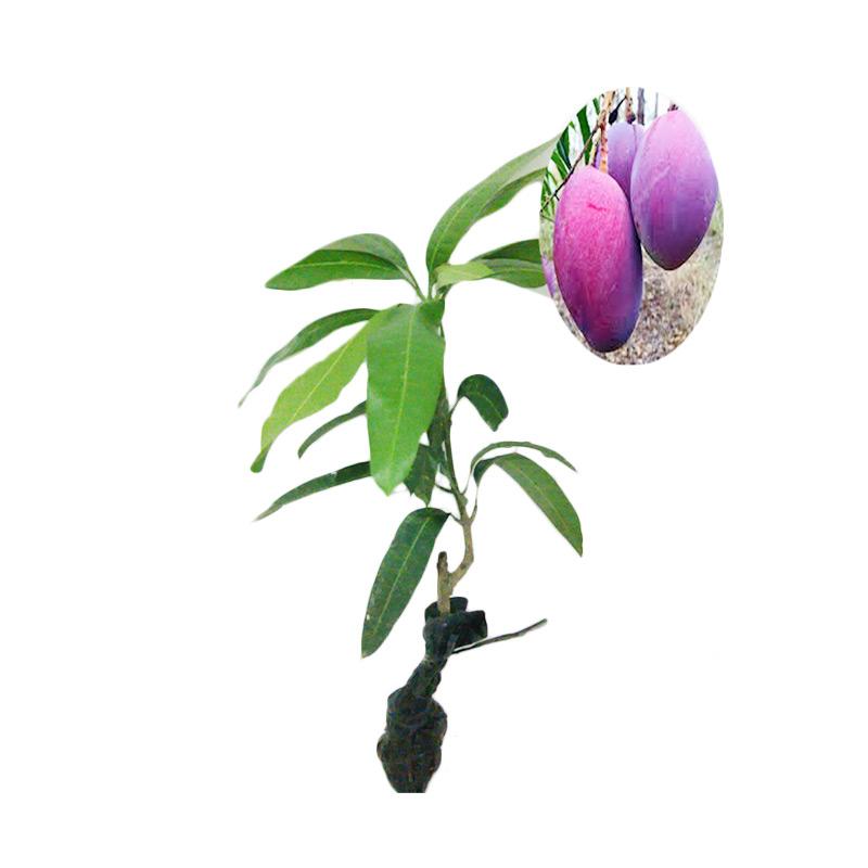 Jual BIBIT TANAMAN Buah Mangga Irwin Murah Februari 2020