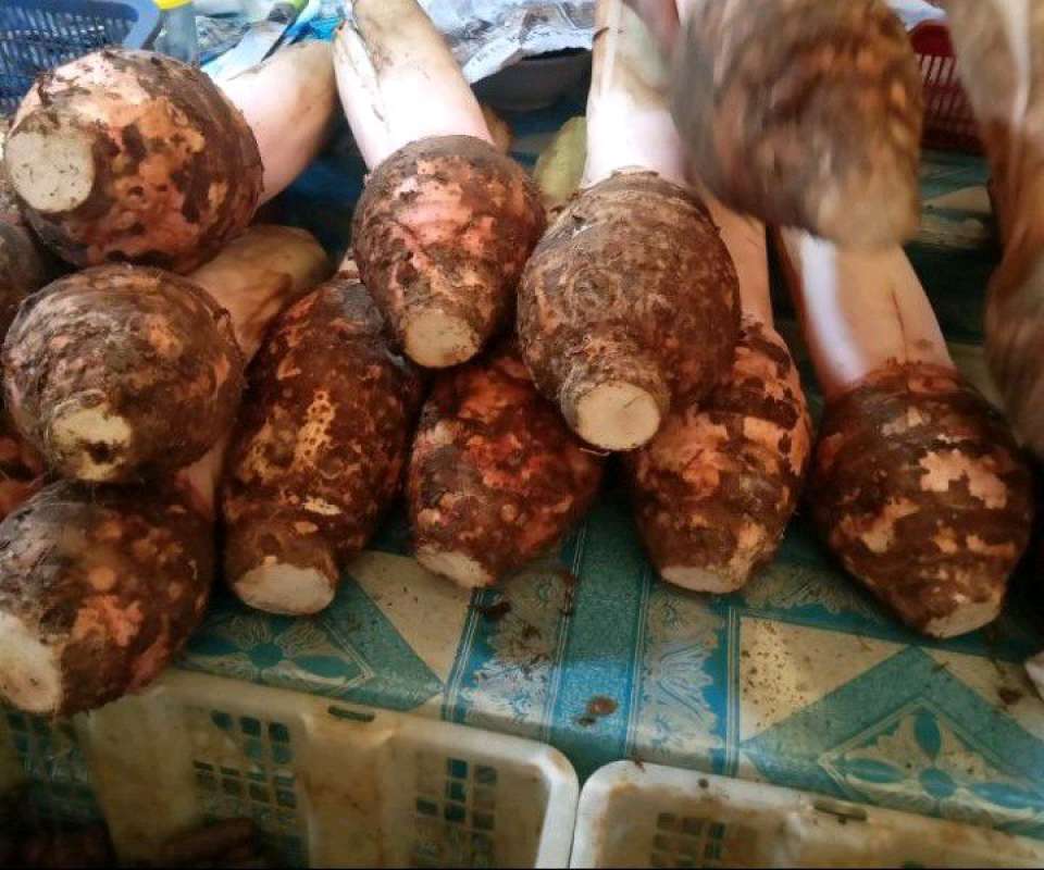 Jual Talas Bogor Sedang Di Seller Waronk Kawanua Cakung Timur, Kota