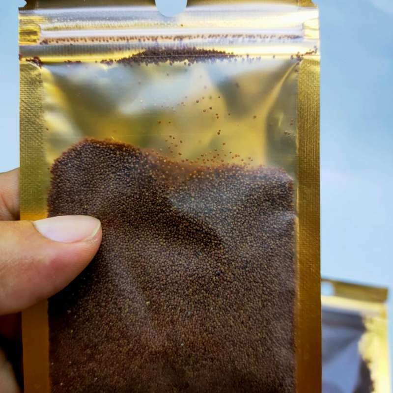 Jual Bibit Tanaman Aquascape Mini Grass Carpet Seed Tanaman Karpet