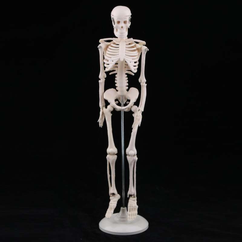 Jual 45cm Highly Detailed Human Body Skeleton Model Set School ...