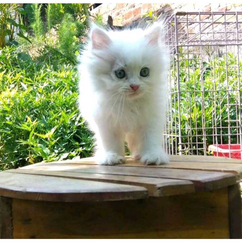 Jual Kucing (bulu Putih) Kitten Persia Medium Anggora Himalaya Flatnose