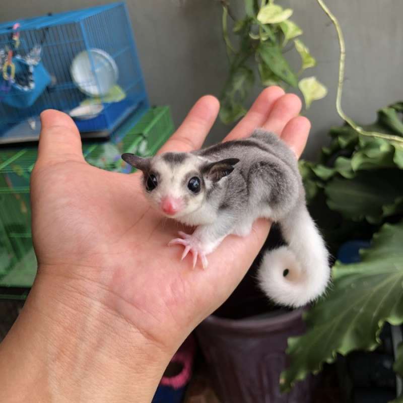 Jual sugar glider mosaic di Seller Enigma Kapuk, Kota Jakarta Barat Blibli