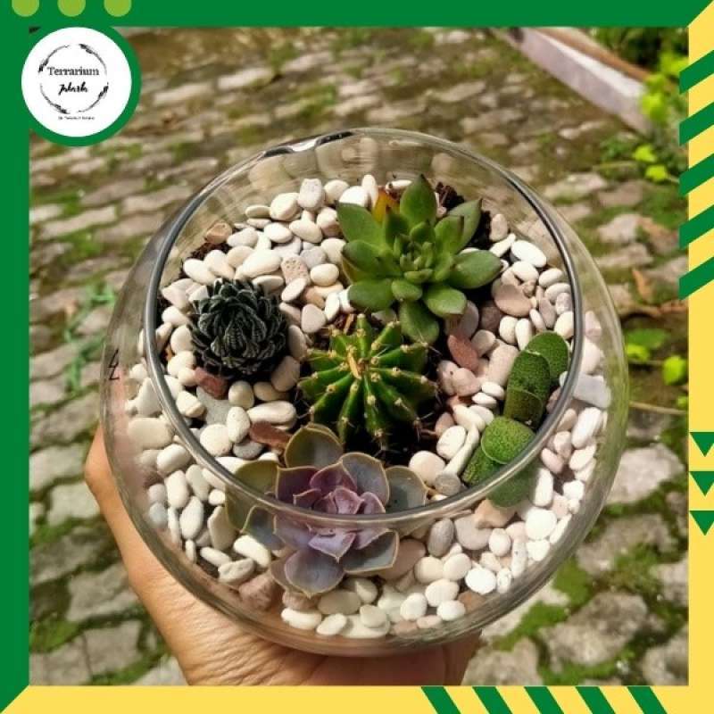 Promo Kado Tanaman Terrarium Kaktus Terrarium Jakarta Kado Unik Tanaman