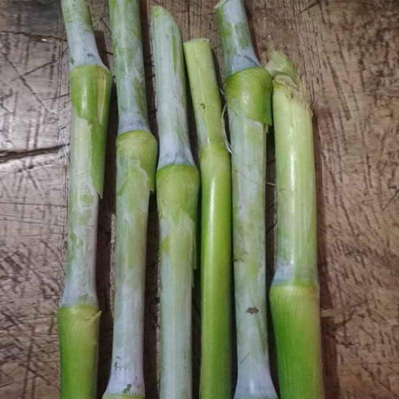 Jual No Brand Rumput King Grass Bibit Tanaman [25 Batang/ Kg] Di Seller ...