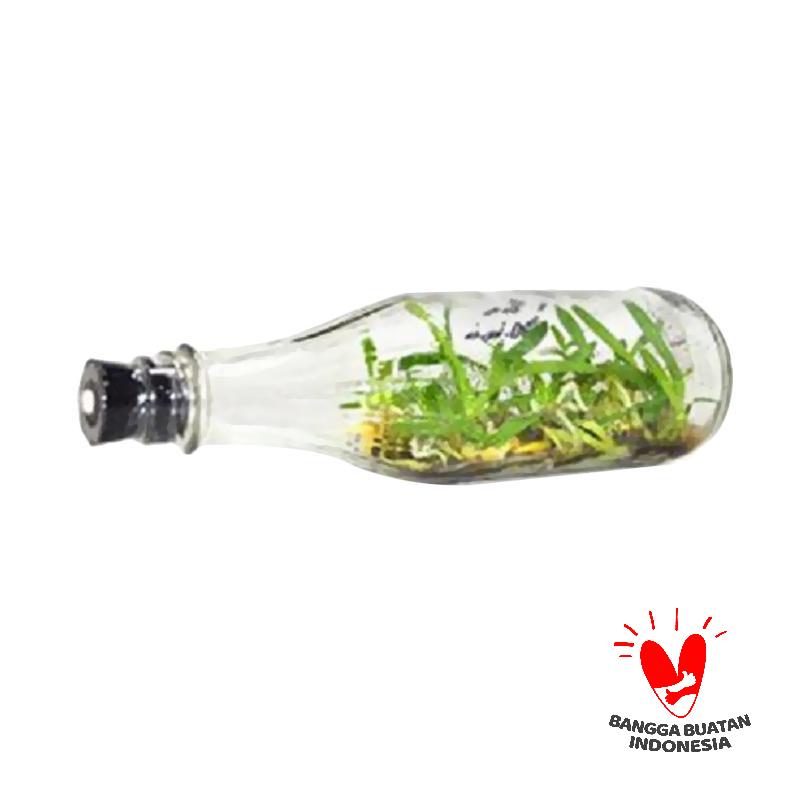 jual kebun bibit anggrek botol vanda bibit tanaman jual kebun bibit anggrek botol vanda bibit tanaman