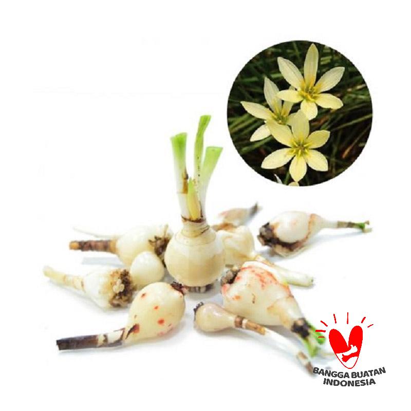 Jual Kebun Bibit Lily Bawang Kuning Tanaman Online - Harga