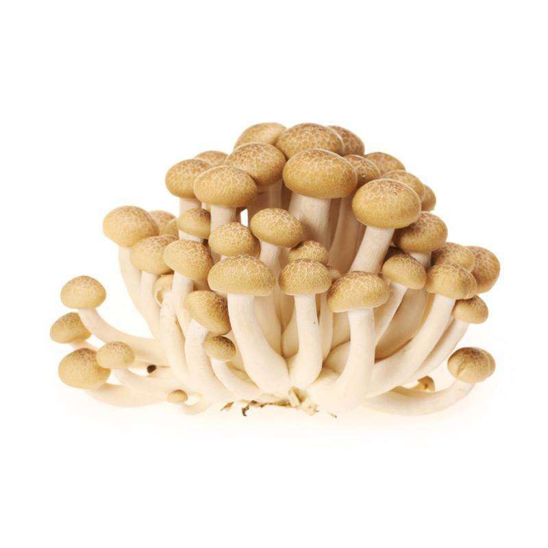 Jual JAMUR SHIMEJI COKLAT di Seller Dragon Market Kota Jakarta Timur