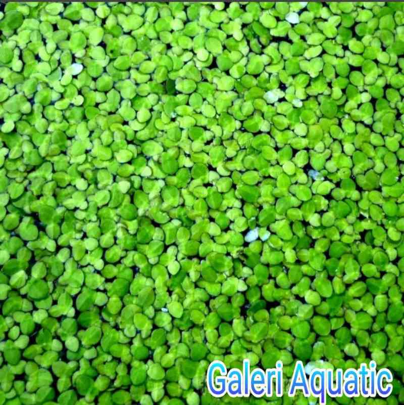 Mata Lele Tanaman Air Image