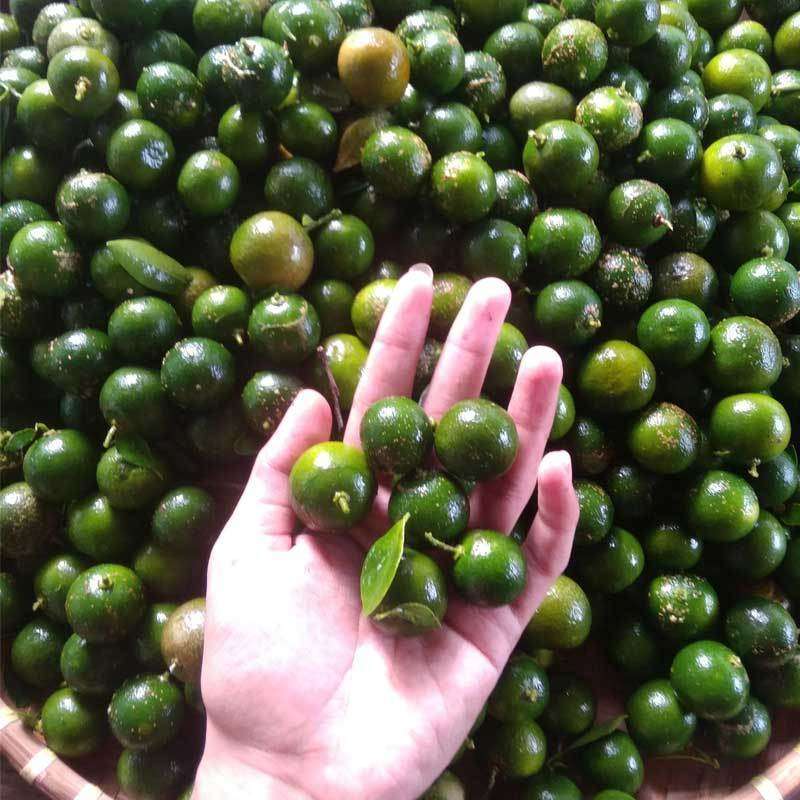 Jual Jeruk Lemon Cui Kasturi Buah-buahan [1 Kg] di Seller Rumah sayur ...