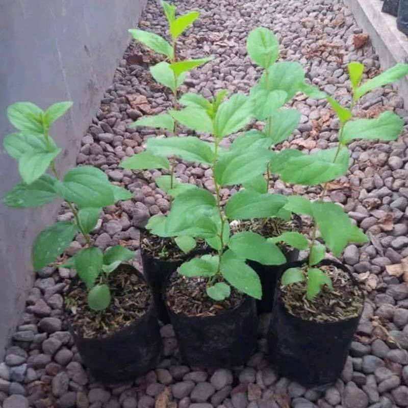 Jual Bibit Tanaman Pohon Bidara Arab Shidr Murah April