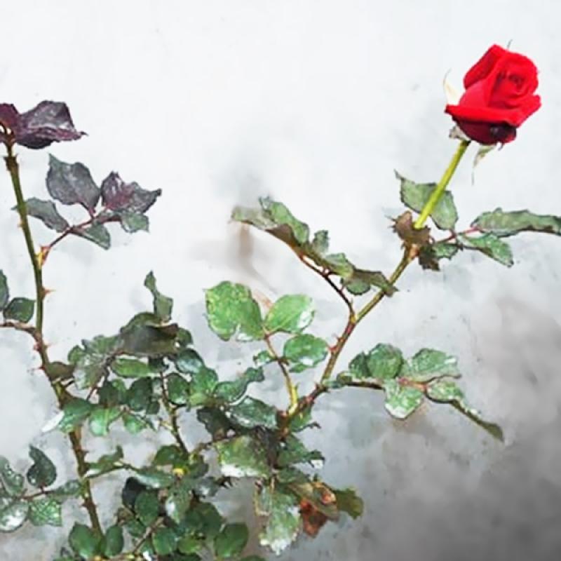 Jual bibit tanaman  Bunga  Mawar  Merah  Tanaman  Hias Online 
