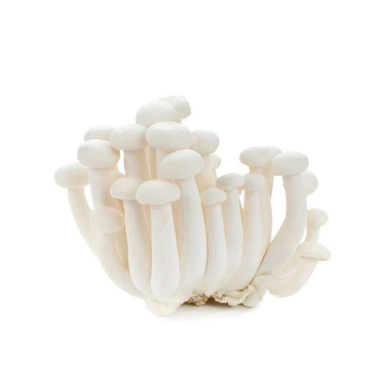 Jual Jamur Shimeji Putih di Seller ozanfoods jakarta utara Gondrong