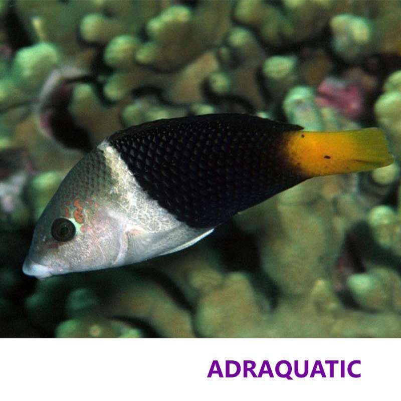 Jual IKAN HIAS AIR LAUT TIKUSAN HALF AND HALF WRASSE HEMIGYMNUS MELAPTERUS di Seller ADRAQUATIC