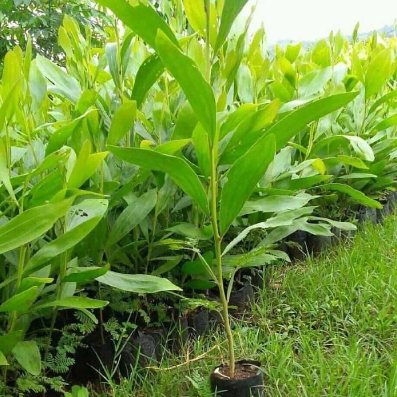 Jual Bibit Kayu Jati Original Murah - Harga Diskon April 2024 | Blibli.com