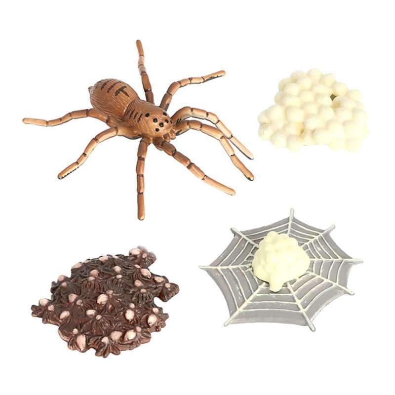 Jual Life Cycle of a Spider 4 Stage Insects Bug Learning Educational ...