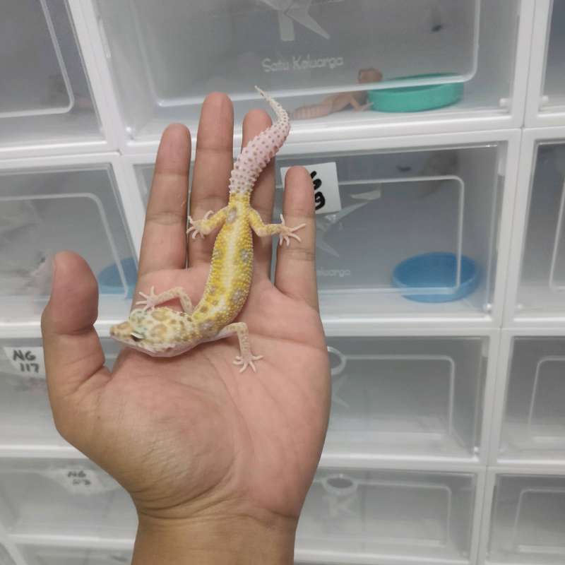 Jual Leopard Gecko Dreamsicle Di Seller Nine Gecko - Sudimara Pinang