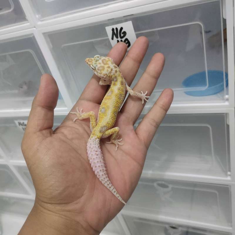 Jual Leopard Gecko Dreamsicle Di Seller Nine Gecko - Sudimara Pinang