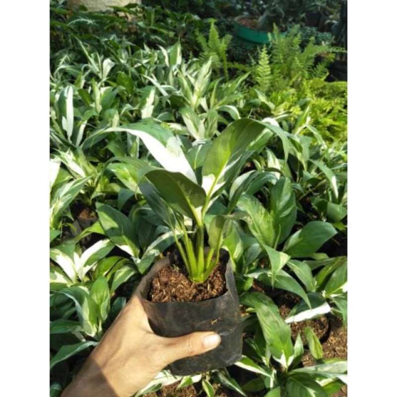 Jual New Tanaman Hias Peace Lily Putih - Pohon Sepatu Filum Varigata Di
