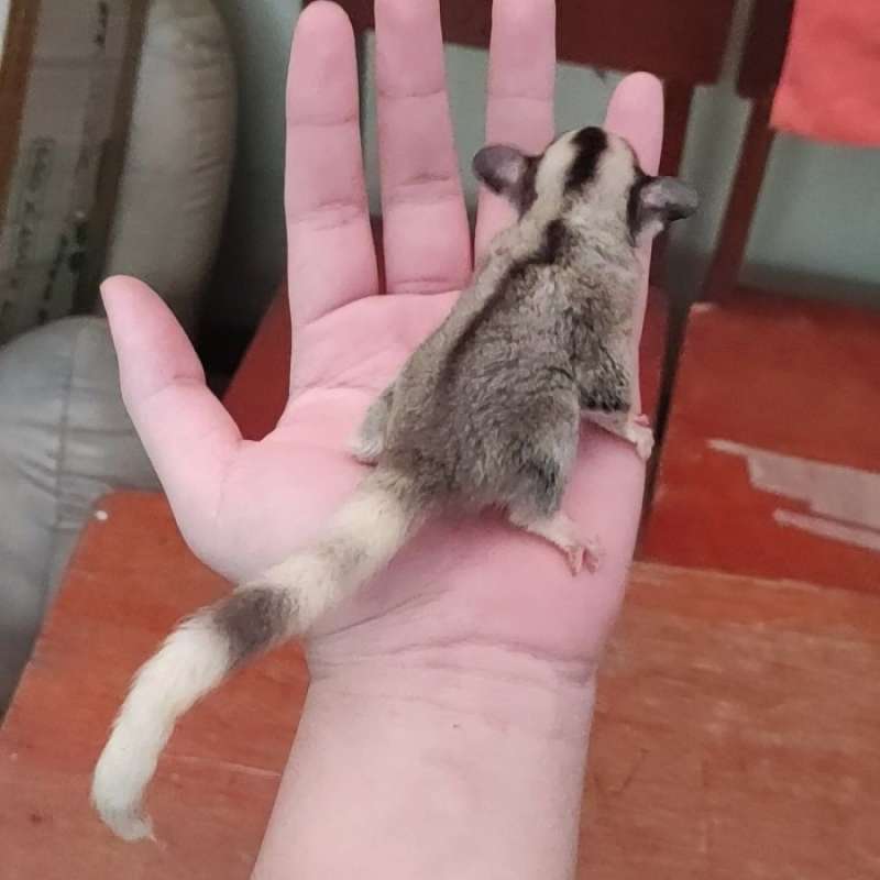 Promo Free Ongkir Sugar Glider Mozaik Double Ph Albino Platinum Ringtail 3 Jantan Joey Diskon 26