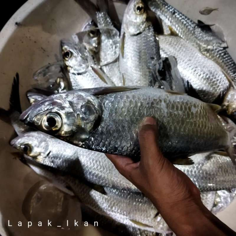 Jual Ikan Torpon Ikan Bulan Bulan Harian Segar Dan Bergaransi 1kg Halal ...