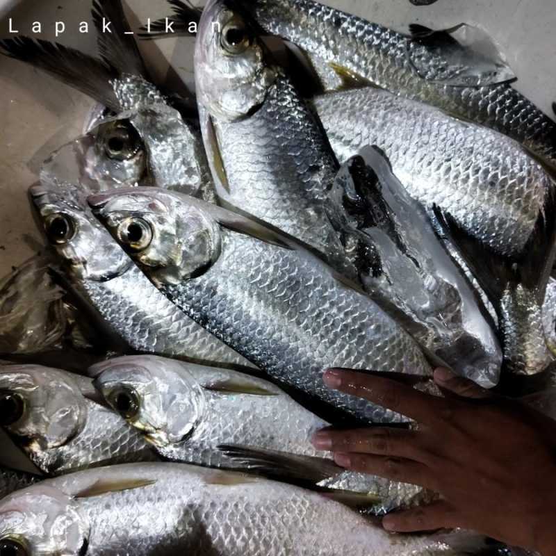 Jual Ikan Torpon Ikan Bulan Bulan Harian Segar Dan Bergaransi 1kg Halal ...