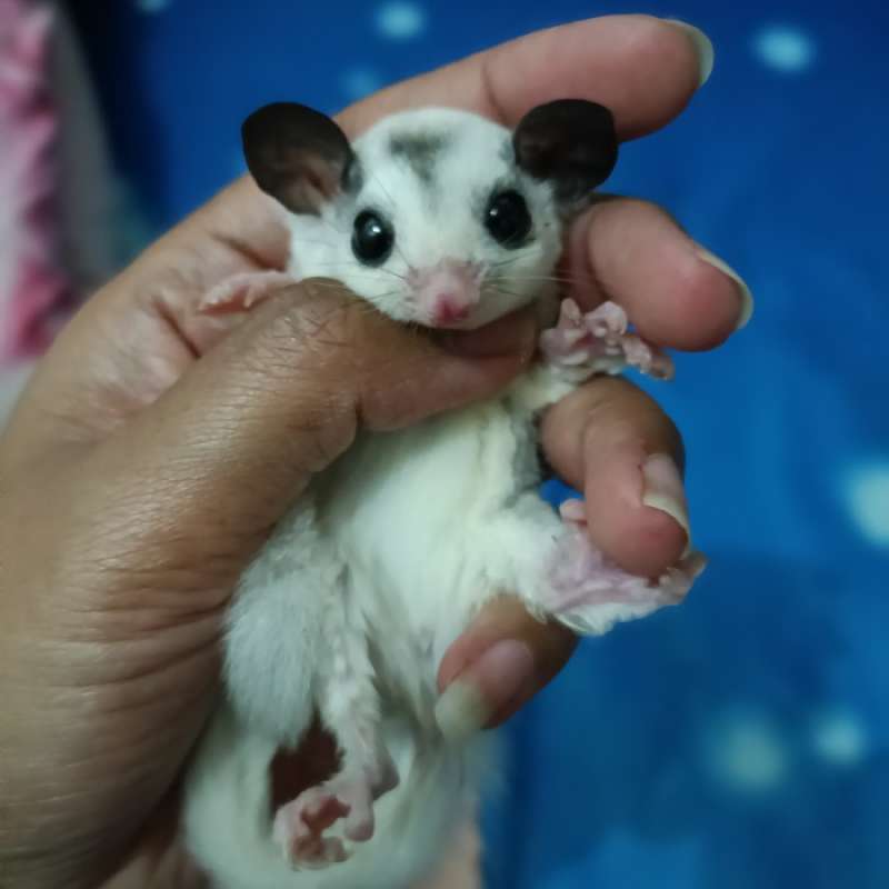 Promo sugar glider Mozaik pH leu jantan Diskon 23 di Seller Enigma Kota Jakarta Barat, DKI