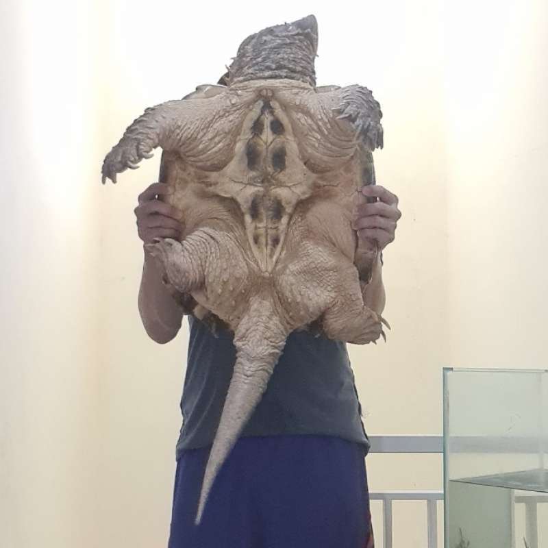 Jual Hiasan Kura Ast Aligator Snapping Turtle Jantan 46 Cm Di Seller ...