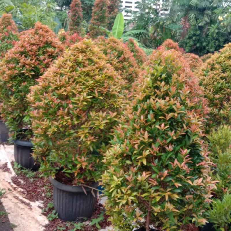 Promo Tanaman Pucuk Merah Bentuk Bulat Diskon 26% di Seller home