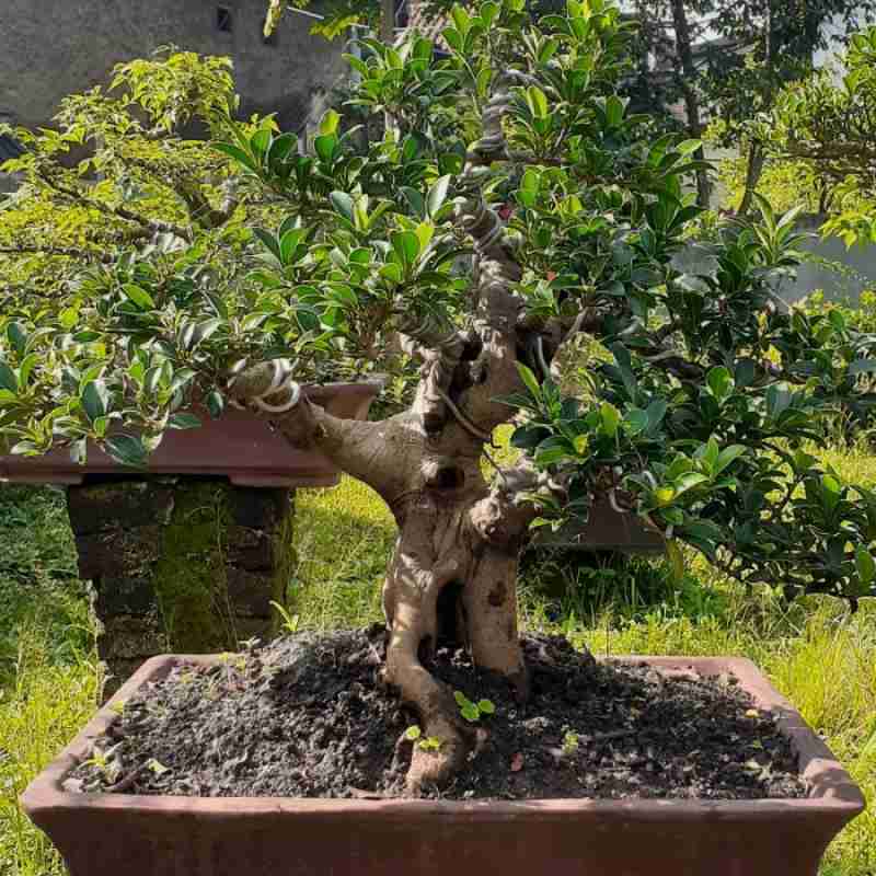 Promo Bonsai ficus elegan siap pajang pohon kontes pameran Diskon 23