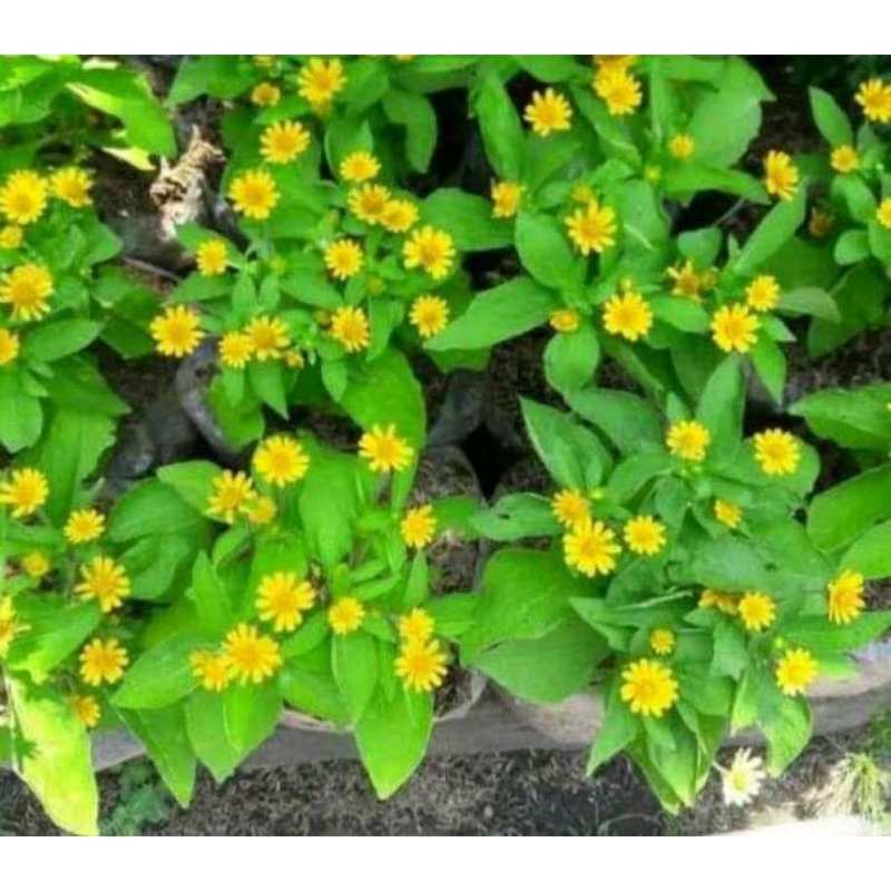 Jual tanaman hias bunga matahari / sun flower / sun flower ...