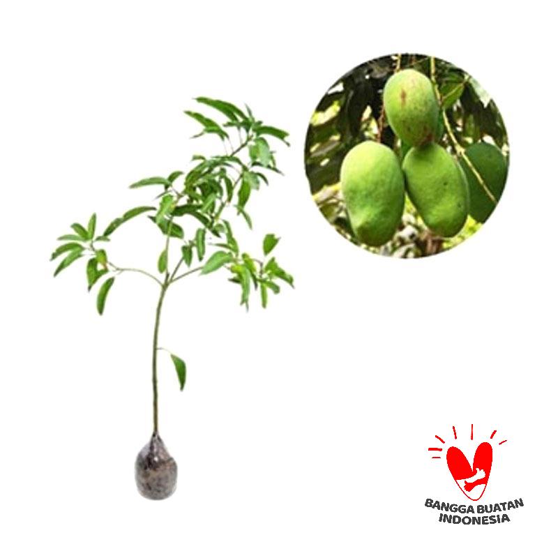 jual mangga arumanis harga kualitas terjamin jual mangga arumanis harga kualitas terjamin