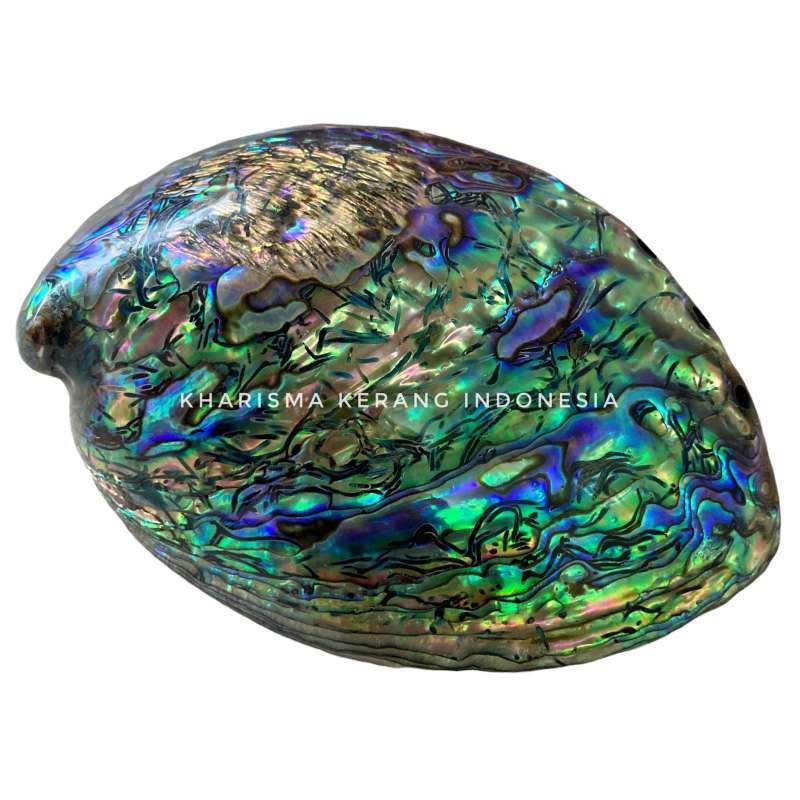 Shell Ke Rang Jual Kulit Kerang Abalone Original Murah - Harga Diskon Mei 2024 ...