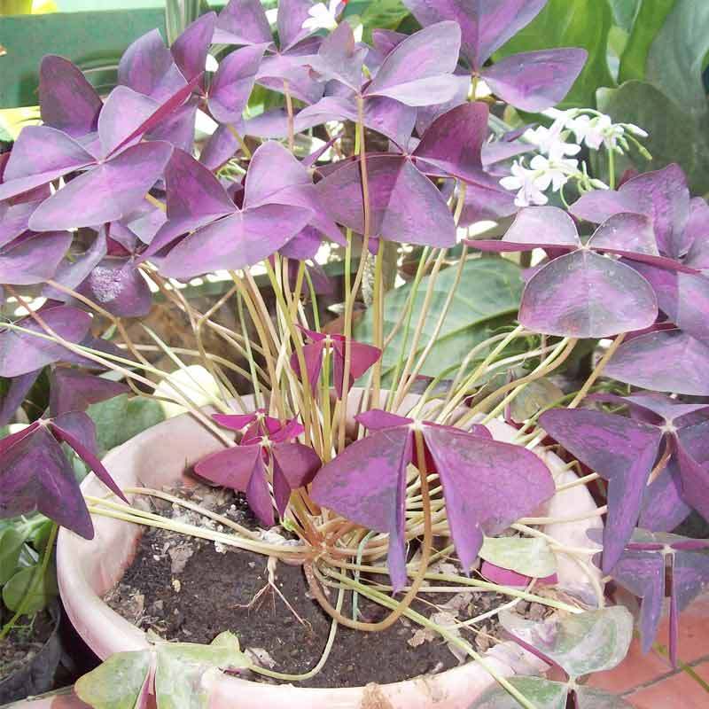 Jual ZPLANT Daun Kupu Kupu  Ungu Kupu  kupu  Pohon Purple 