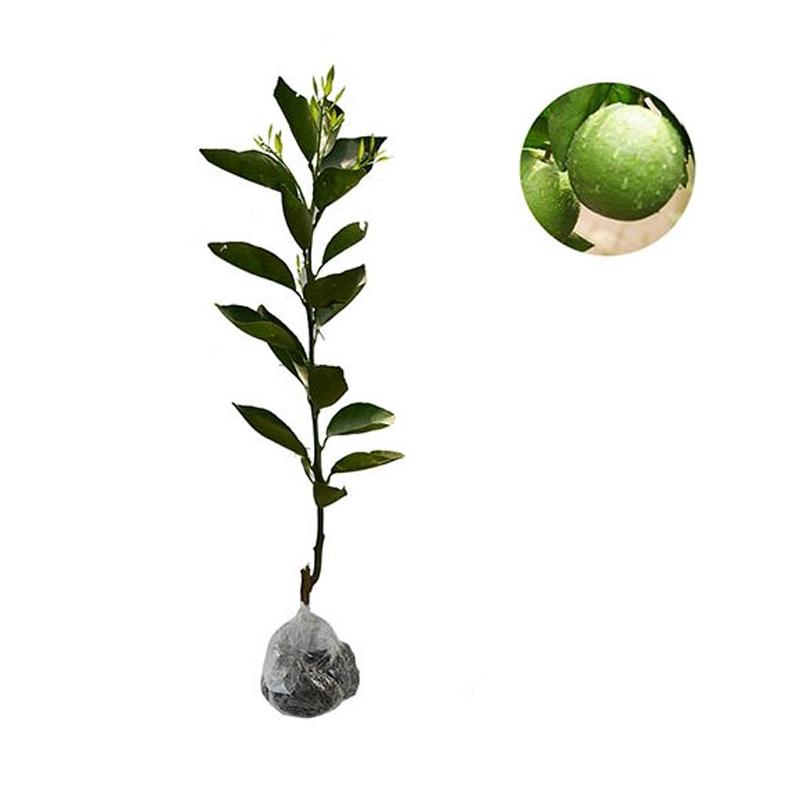 Jual ZPLANT Pohon Jeruk Purut Bibit Tanaman - Kabupaten Bogor di Seller