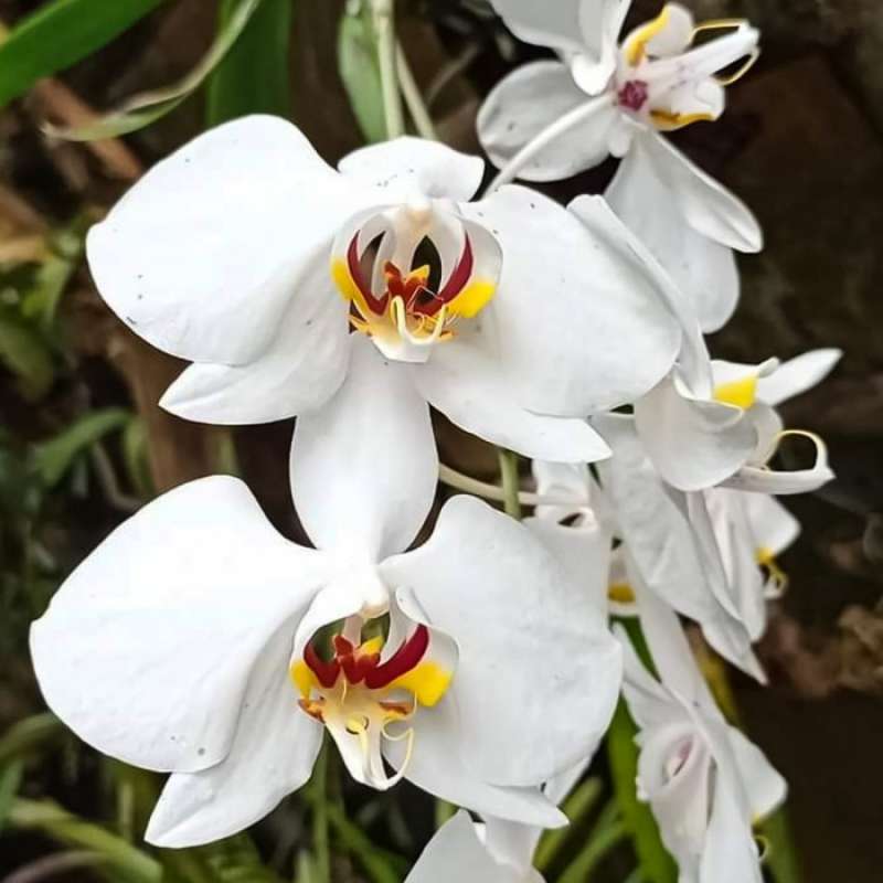 Jual anggrek bulan phallaenopsis Amabilis / Bulan Putih di Seller Agra ...