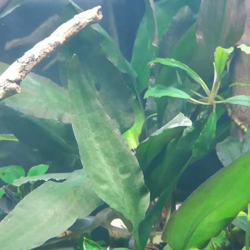 Jual Cryptocoryne fusca tanaman Background di Seller Toko adi Supriadi