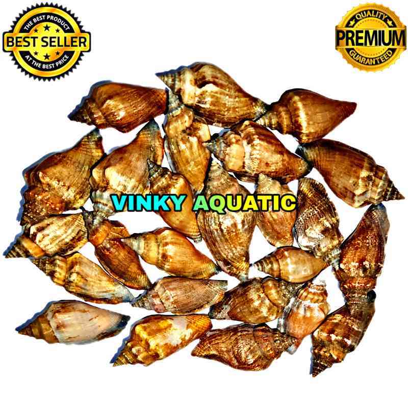 Jual CANGKANG KERANG PERCHENG MADONA GRADE A+ di Seller AQUA DESIGN