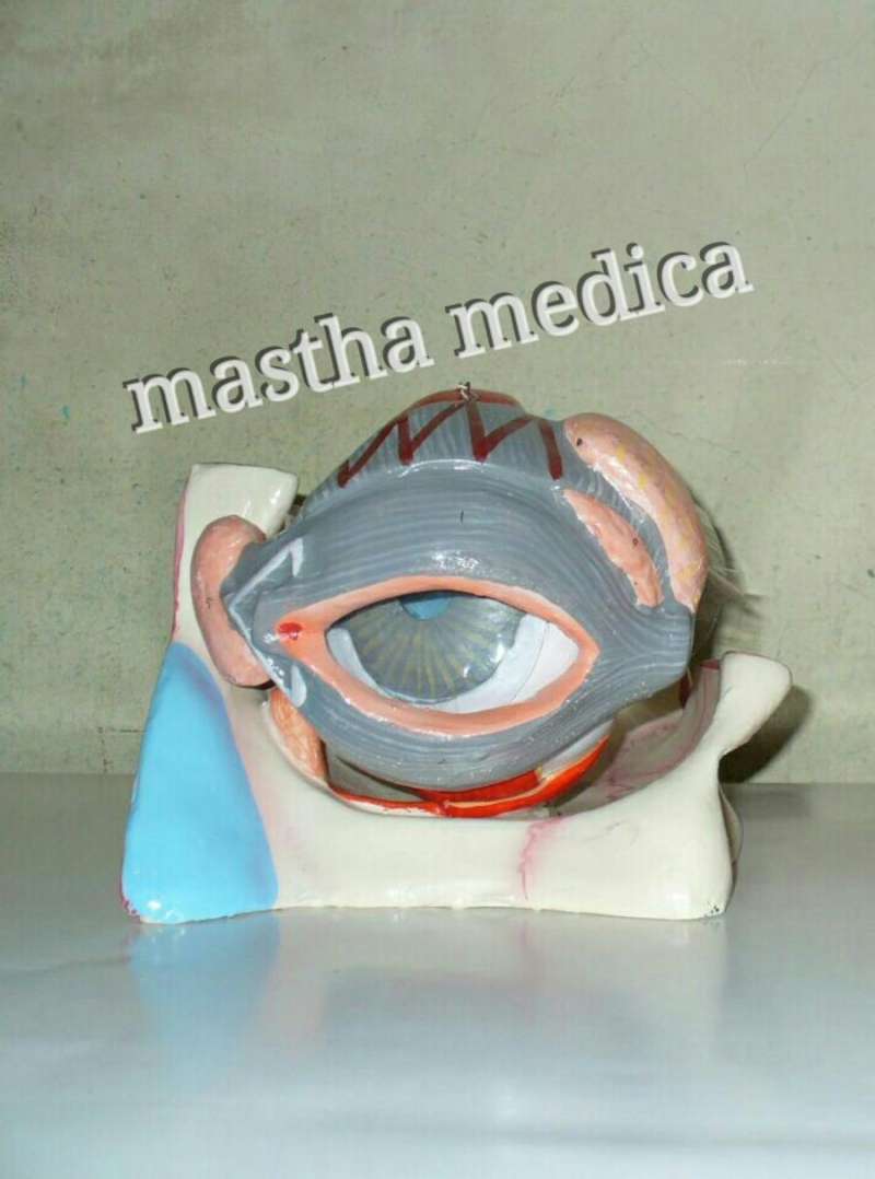 Promo Manekin/torso Kerangka Anatomi Model Mata Manusia Diskon 17% Di