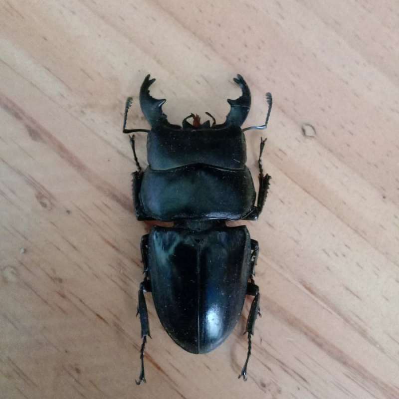 Jual dried beetle/kumbang kering/dorcus alcides di Seller