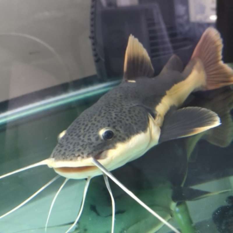 Promo Red Tail Catfish/rtc Size Jumbo Diskon 23% Di Seller Kamupet ...