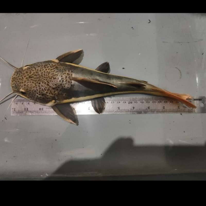 Promo Red Tail Catfish/rtc Size Jumbo Diskon 23 Di Seller Kamupet