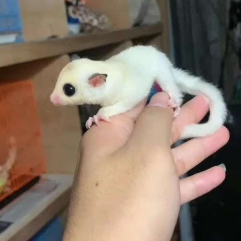 Jual Sugar Glider Platmoz Joy Cantik di Seller Enigma Kapuk, Kota Jakarta Barat Blibli